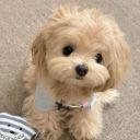 Bella Discord Server Banner