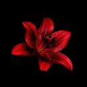 Lost Feathers Discord Server Banner