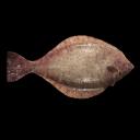 KatLumpur Discord Server Banner