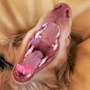 doggynoms! Discord Server Banner