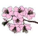 Cherry Blossom Discord Server Banner
