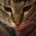 Cat & Dog Hangout Discord Server Banner