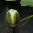 Bloomed Icon