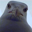 The Bird Monarchy Discord Server Banner