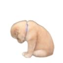 Companion Service Discord Server Banner