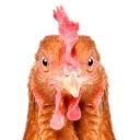 may's human collection Discord Server Banner