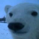 Cubs Discord Server Banner