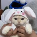 Heaven of Cats Discord Server Banner