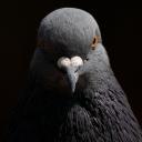 ryley's community Discord Server Banner