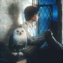 ៹ 𝐅𝐄𝐋𝐈𝐗 𝐅𝐄𝐋𝐈𝐂𝐈𝐒 ׅ HP Discord Server Banner