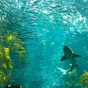 Coral Cove Discord Server Banner