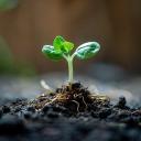 🌱Sprout Lounge🌱 Discord Server Banner