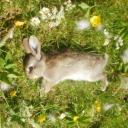 meadow! Discord Server Banner