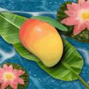 The Mango Sala Discord Server Banner