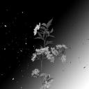 Ca0s Discord Server Banner