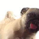 ＰＵＧ－ＣＩＴＹ ૮ • ﻌ - ა (Pugcity) Discord Server Banner