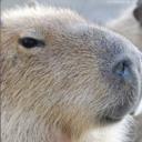 Capivara | Comunidade BR de Fors Discord Server Banner