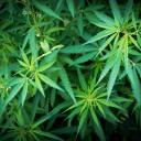 Hash and Weed Farmz Icon