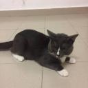 Neko home Discord Server Banner