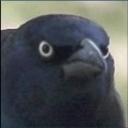 Testing Icon