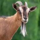 G∅AT Discord Server Banner