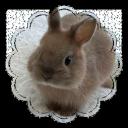 *ੈ✩‧₊˚༺тнє вυηηу вυяяσω༻*ੈ✩‧₊˚ Discord Server Banner