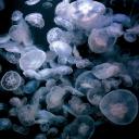 Jellyfish Tank 🩵🌊🎐 Discord Server Banner