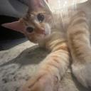 The Bread Gang Discord Server Banner