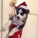 Husky's Chamber Discord Server Banner