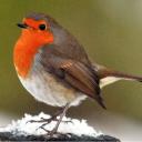 UK Birding Discord Server Banner