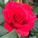 cerdow Discord Server Banner