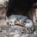[CHAT] Fox's Cave Discord Server Banner