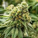 KushCord Discord Server Banner