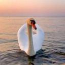 ・┆✦ʚ-The Cozy Corner.-ɞ✦ ┆・ Discord Server Banner