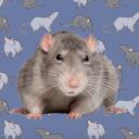 Rat Gang | Home Of The Rats Discord Server Banner