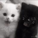 matching  🐾  chat・decor・art・gui Discord Server Banner