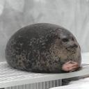 Sealdoge Discord Server Banner